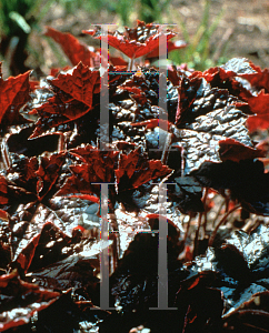 Picture of Heuchera micrantha 'Bressingham Bronze'