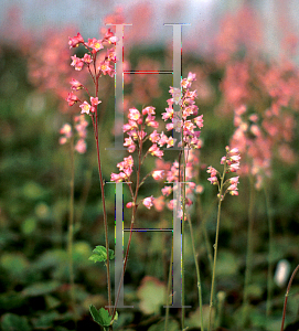 Picture of Heuchera  'Rosemary Bloom'