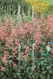 Picture of Heuchera  'Charles Bloom'