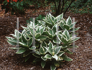 Picture of Hydrangea macrophylla 'Mariesii Variegata'