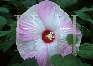 Picture of Hibiscus moscheutos 'Disco Belle Pink'
