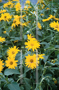 Picture of Heliopsis helianthoides 'Ballerina'