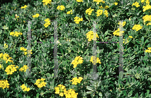 Picture of Alyssum montanum 'Mountain Gold'