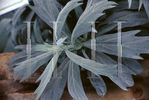 Picture of Artemisia ludoviciana 'Valerie Finnis'