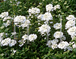 Picture of Iberis sempervirens 'Purity'