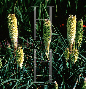 Picture of Kniphofia  'Cobra'