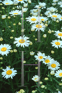 Picture of Leucanthemum x superbum 'Silver Princess'