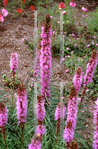 Picture of Liatris spicata 