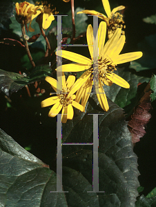Picture of Ligularia dentata 'Othello'
