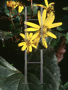 Picture of Ligularia dentata 'Othello'