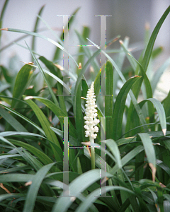 Picture of Liriope muscari 'Monroe White'