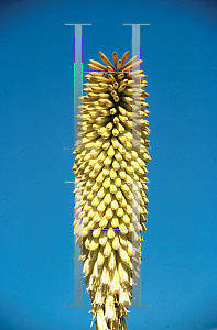 Picture of Kniphofia  'Cobra'