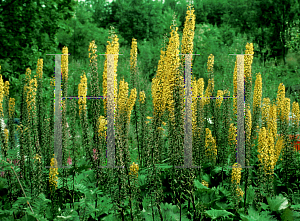 Picture of Ligularia stenocephala 'The Rocket'