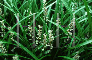 Picture of Liriope spicata 