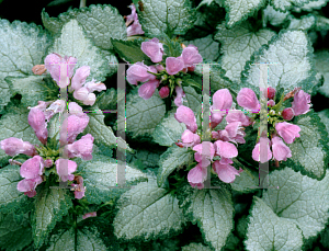 Picture of Lamium maculatum 'Beacon's Silver'