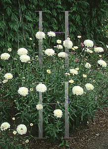 Picture of Leucanthemum x superbum 'Summer Snowball'