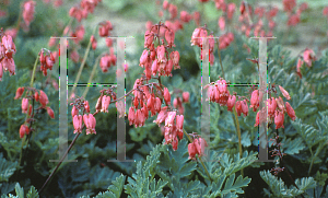 Picture of Dicentra formosa 'Adrian Bloom'