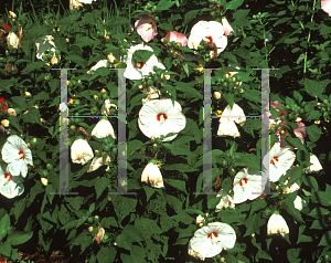 Picture of Hibiscus moscheutos 'Disco Belle White'