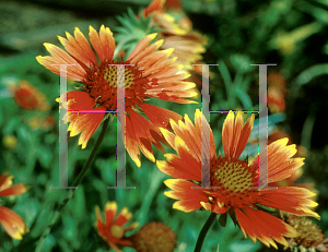 Picture of Gaillardia x grandiflora 'Goblin'