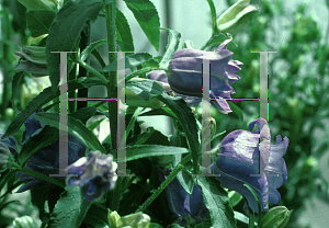 Picture of Campanula medium 