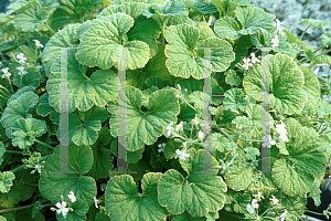 Picture of Pelargonium graveolens 'Green Apple'