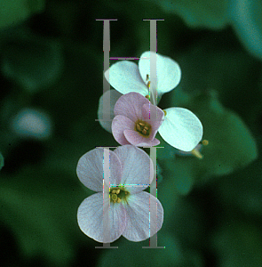 Picture of Arabis caucasica 