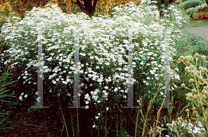 Picture of Boltonia asteroides 'Snowbank'