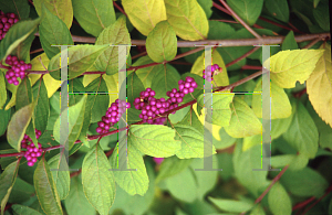 Picture of Callicarpa dichotoma 