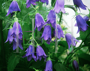 Picture of Campanula  'Kent Belle'