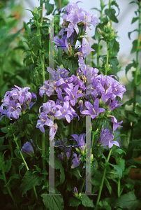 Picture of Campanula glomerata 'Purple Pixie'