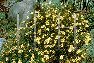 Picture of Coreopsis verticillata 'Moonbeam'