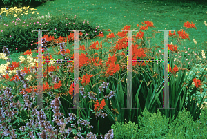 Picture of Crocosmia x crocosmiiflora 'Lucifer'