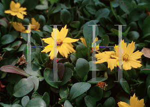 Picture of Coreopsis auriculata 'Nana'