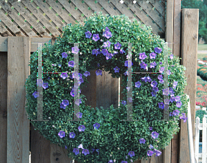 Picture of Campanula carpatica 'Blue Clips'