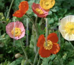 Picture of Papaver nudicaule 'Champagne Bubbles'