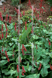 Picture of Polygonum amplexicaule 'Taurus'