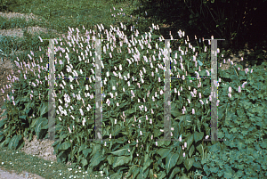 Picture of Polygonum bistorta 'Superbum'