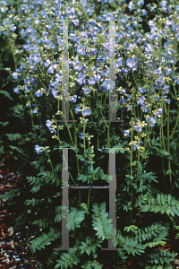 Picture of Polemonium boreale 'Heavenly Habit'