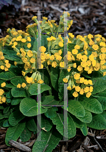 Picture of Primula veris 'Katy McSparron'