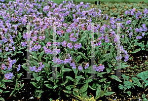 Picture of Pulmonaria saccharata 'Lewis Palmer'