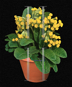 Picture of Primula veris 'Katy McSparron'