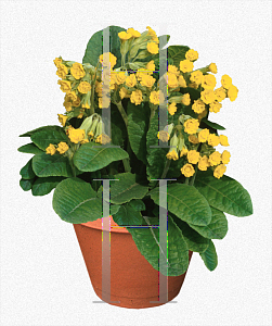 Picture of Primula veris 'Katy McSparron'