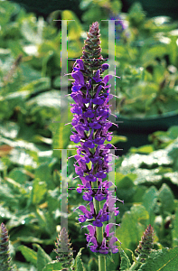 Picture of Salvia nemorosa 'Mainacht (May Night)'