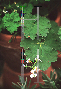 Picture of Pelargonium graveolens 'Apple'