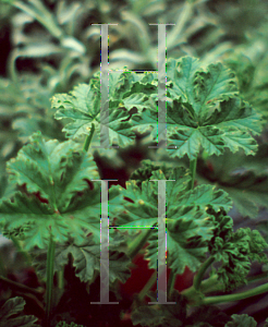 Picture of Pelargonium graveolens 'Apricot'