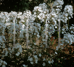 Picture of Phlox maculata 'Miss Lingard'