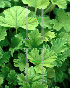 Picture of Pelargonium graveolens 'Attar of Roses'