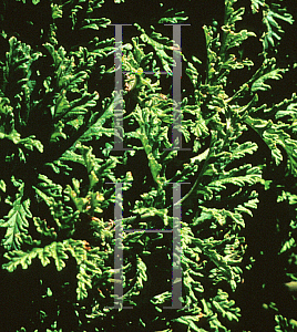 Picture of Pelargonium  'Citronella'