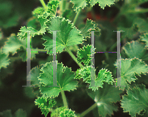 Picture of Pelargonium graveolens 'Lime'