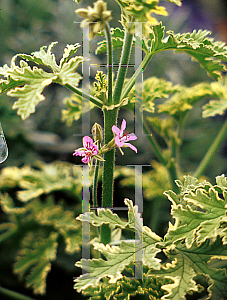 Picture of Pelargonium graveolens 'Variagated Mint Rose'